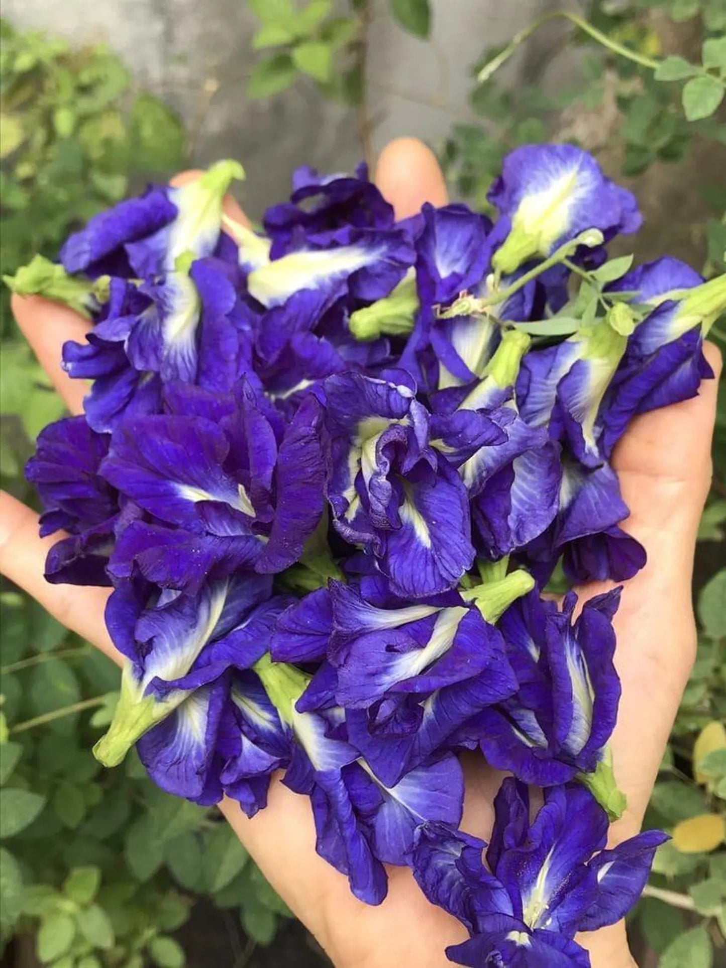 Butterfly Pea Flower Powder
