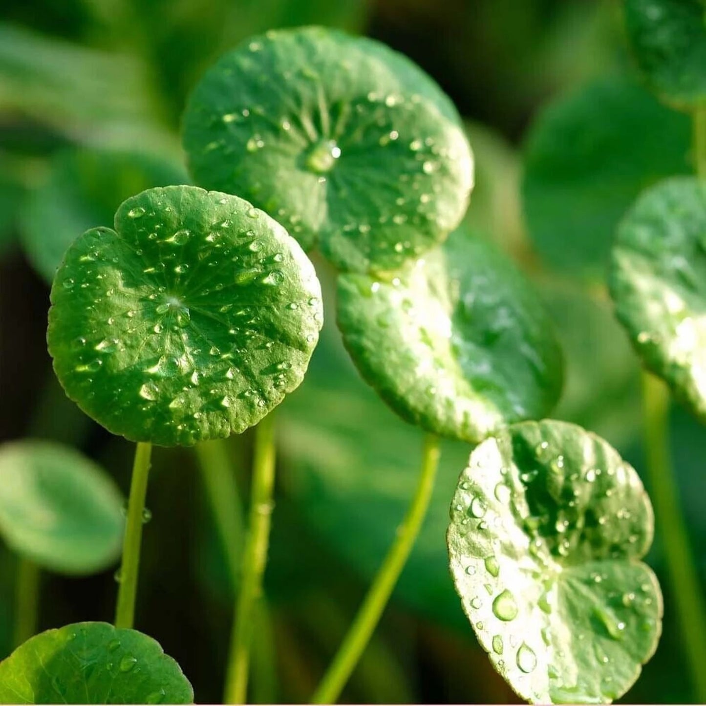 Gotu Kola Powder