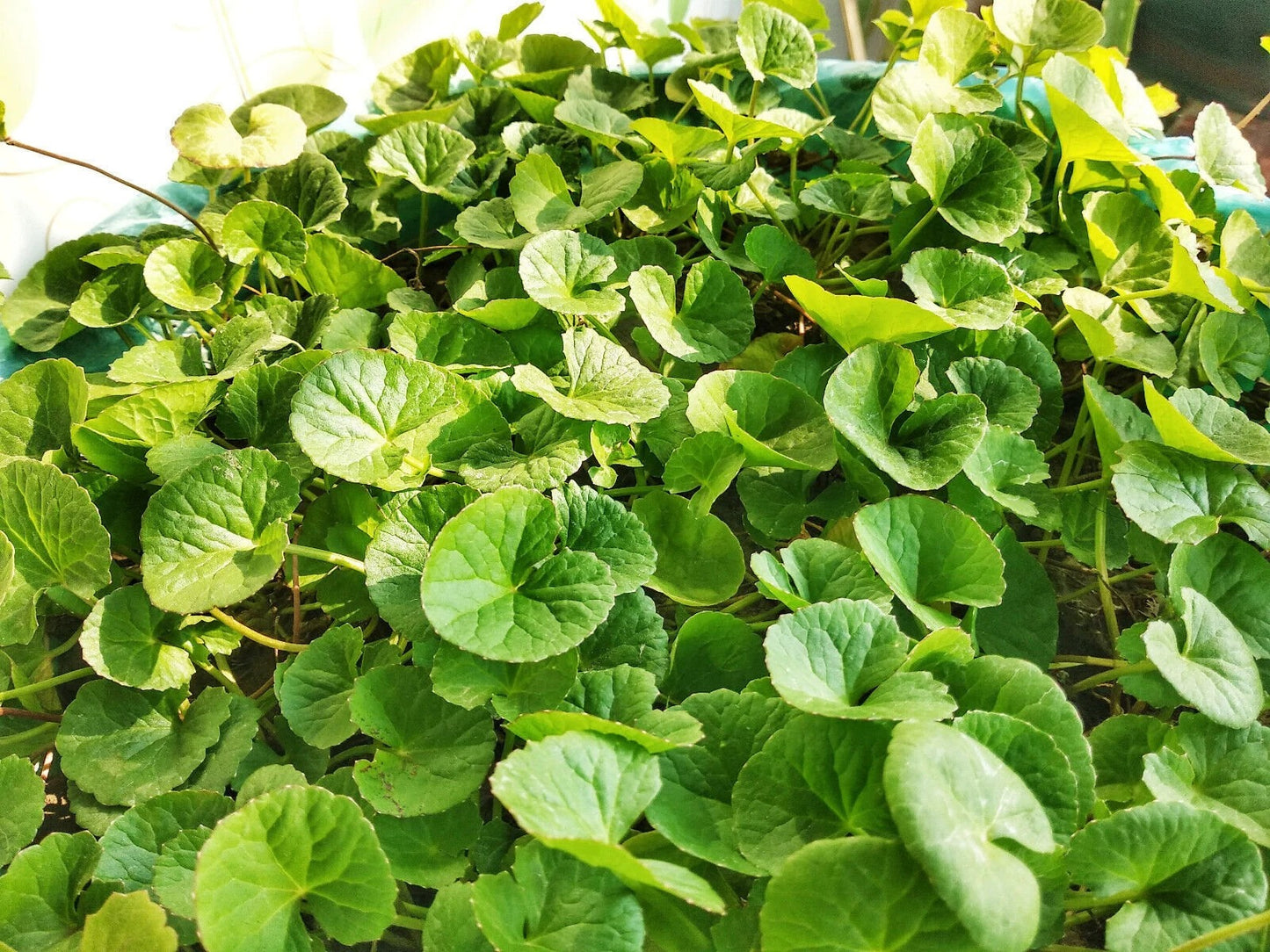 Gotu Kola Powder