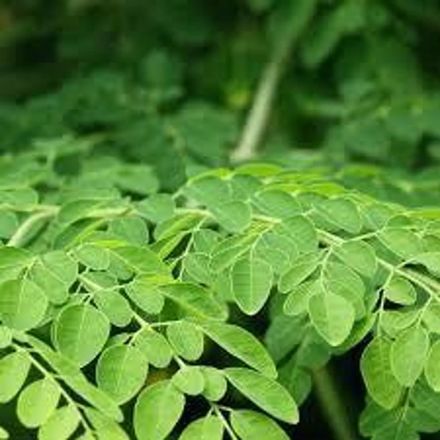 Dried Moringa Leaves