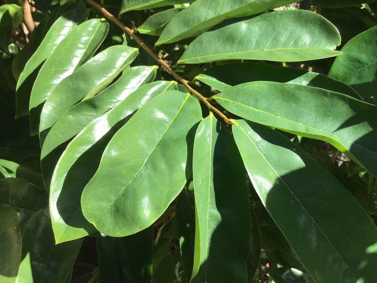 Dried Soursop Leaves