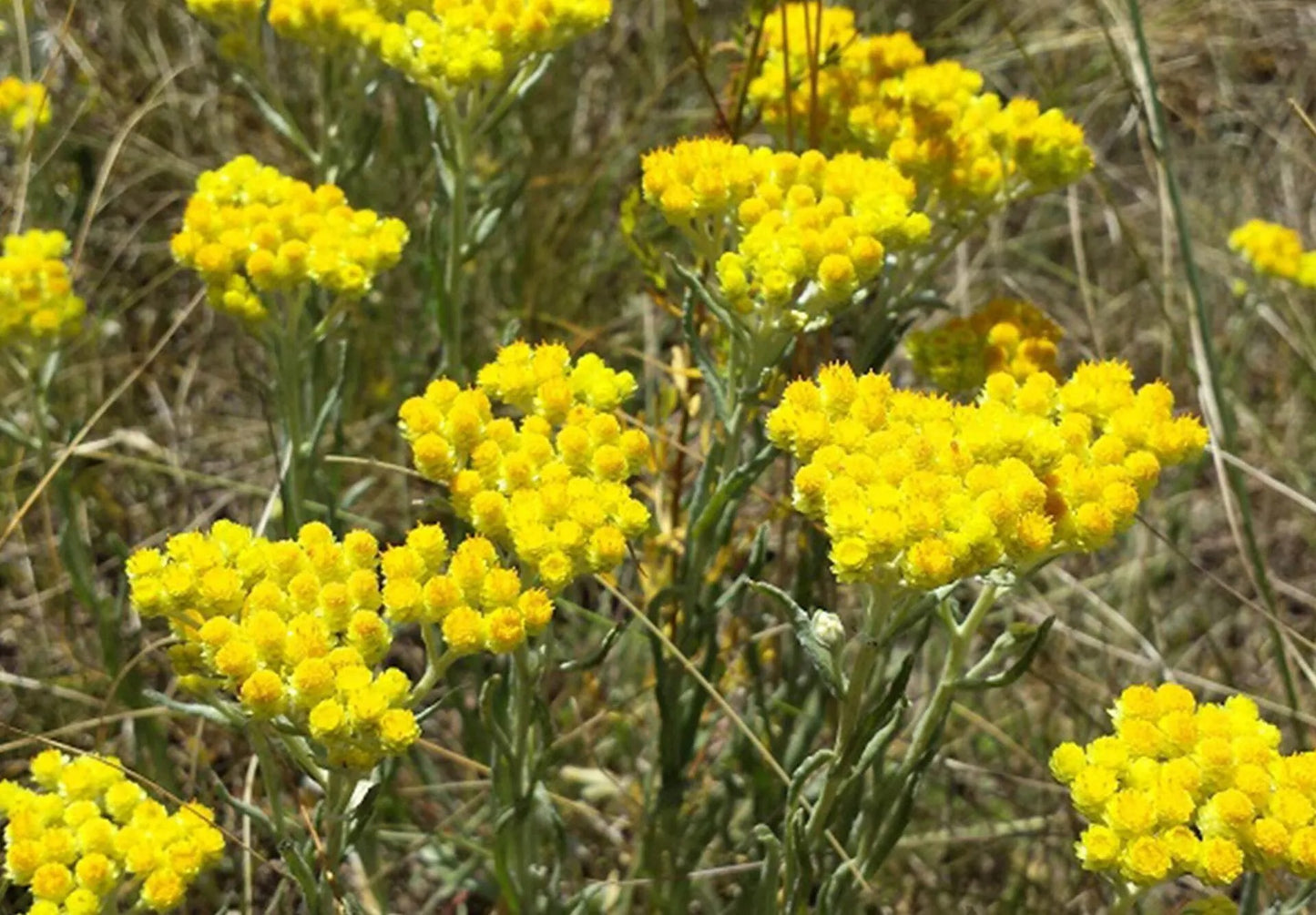 Organic life everlasting flowers