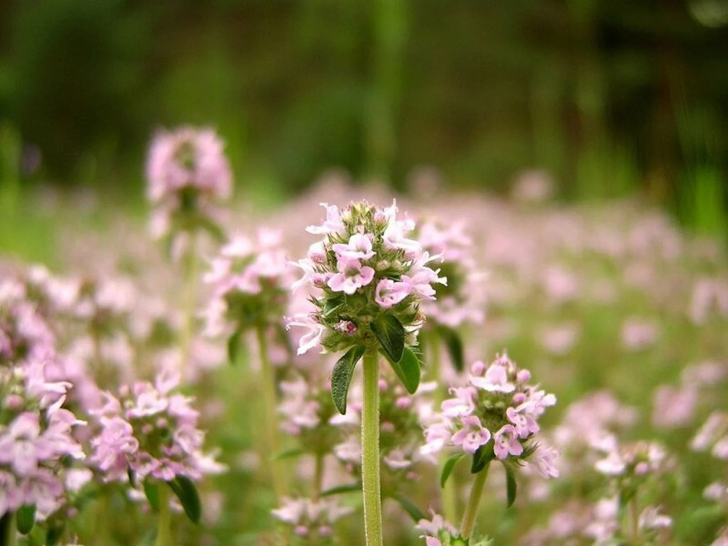 Dried Organic Thyme