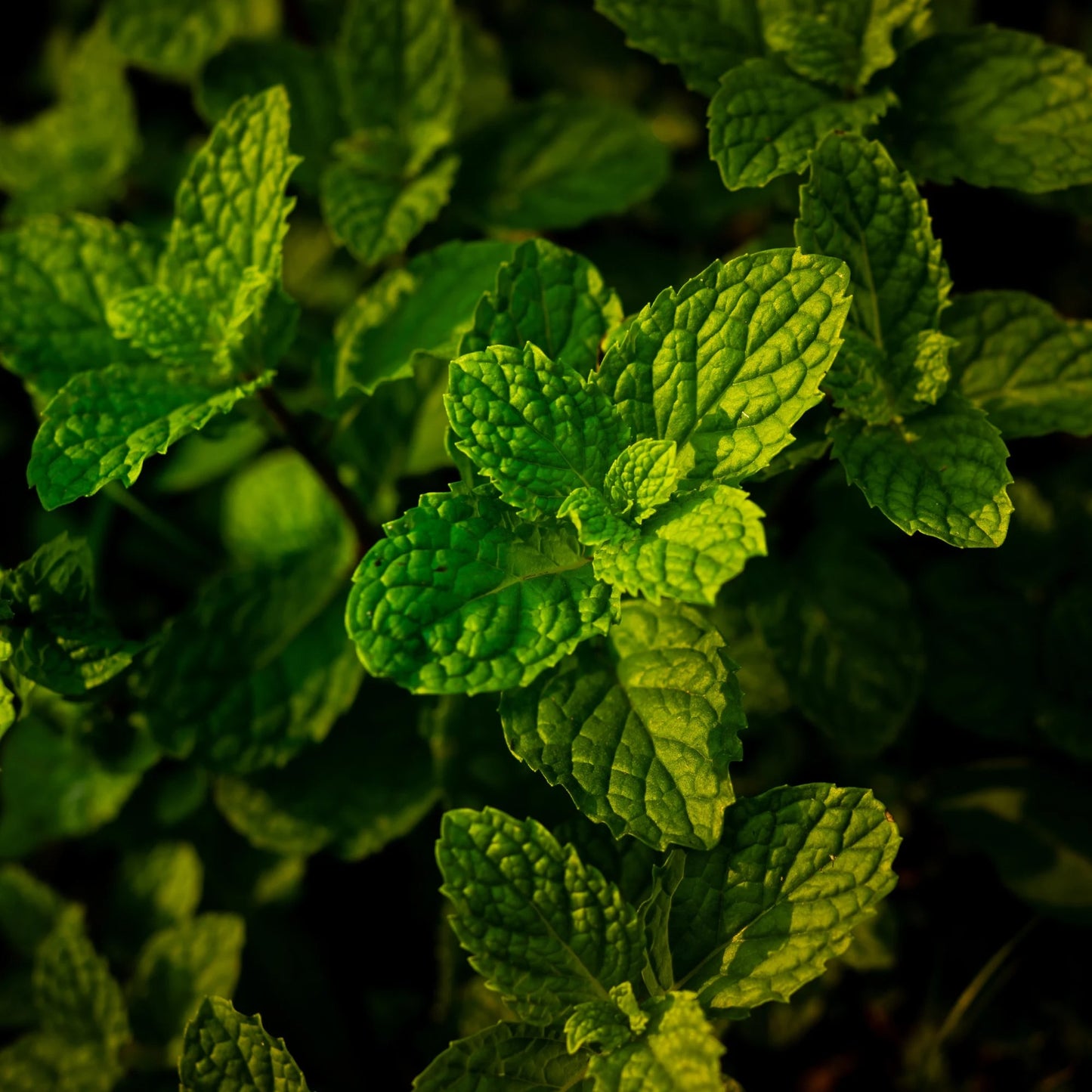 Peppermint Powder
