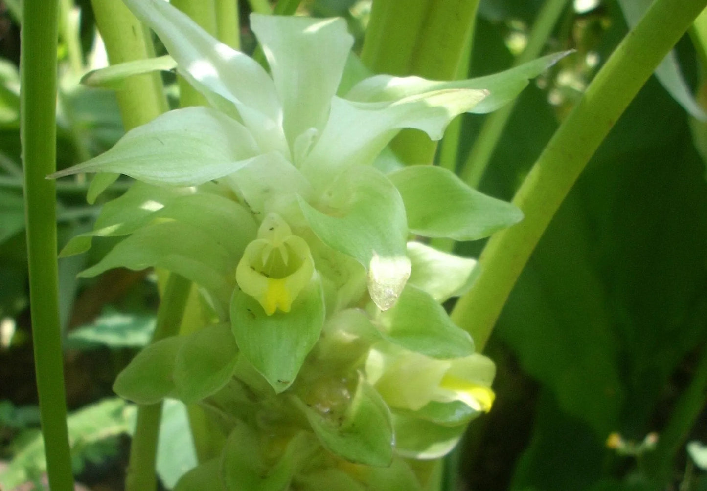 Organic TURMERIC ROOT