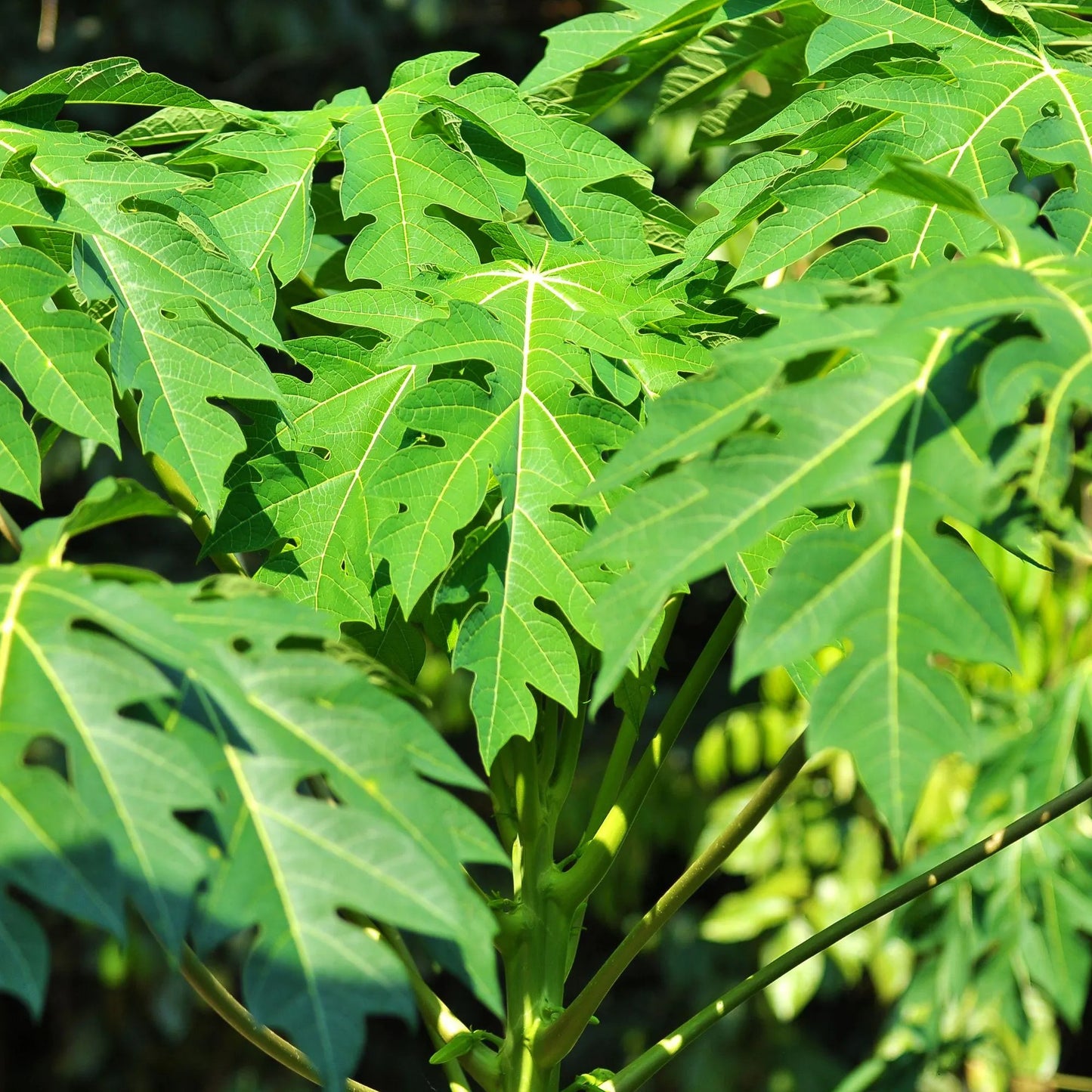 Dried Papaya Leaves