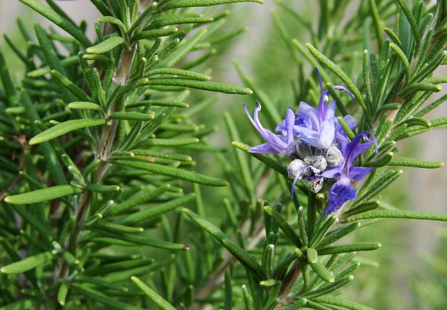 Dried Rosemary Leaves