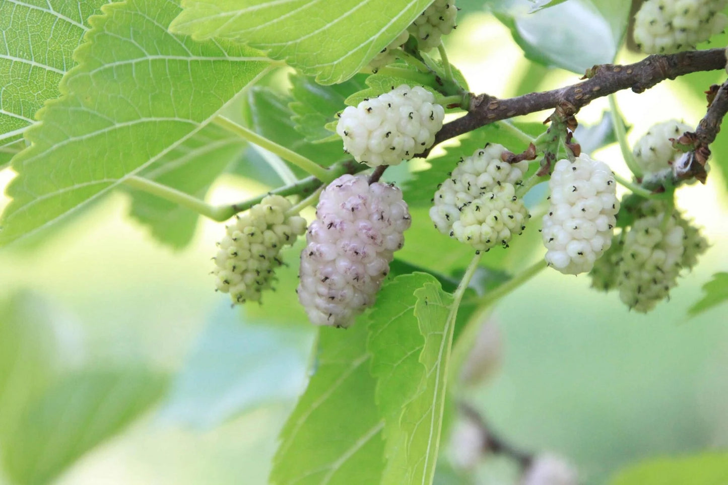 Dried Mulberry Leaves