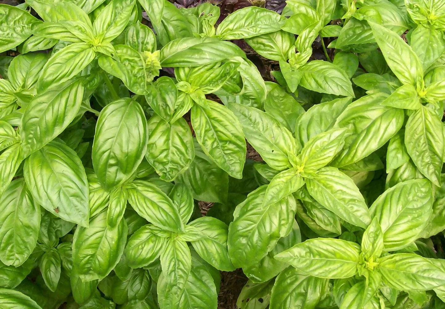 Dried Basil Leaves