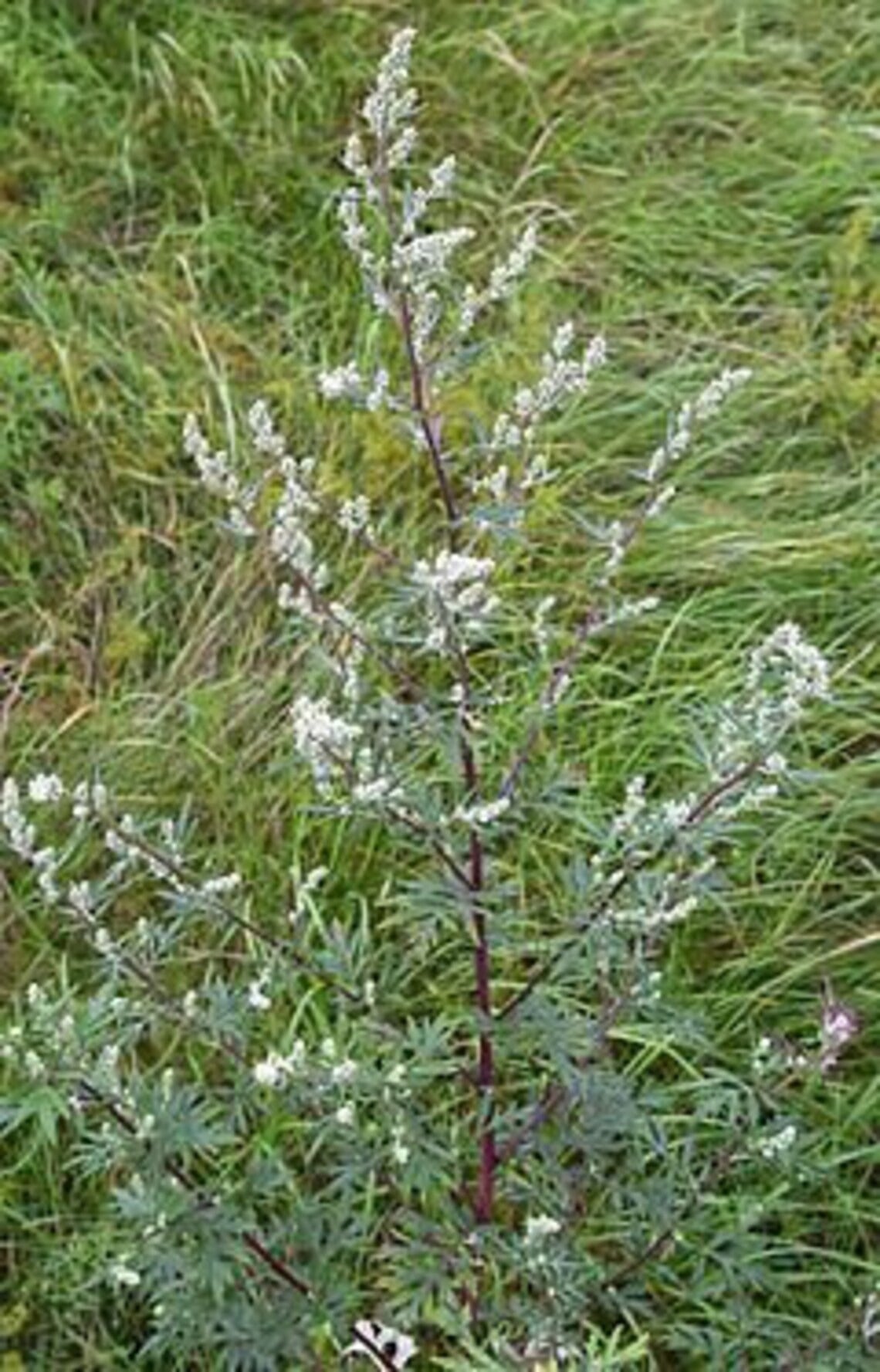 Dried Mugwort Leaves