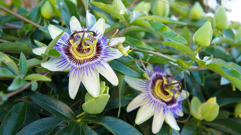 Passionflower and the Effects of This Herb on Women's Health