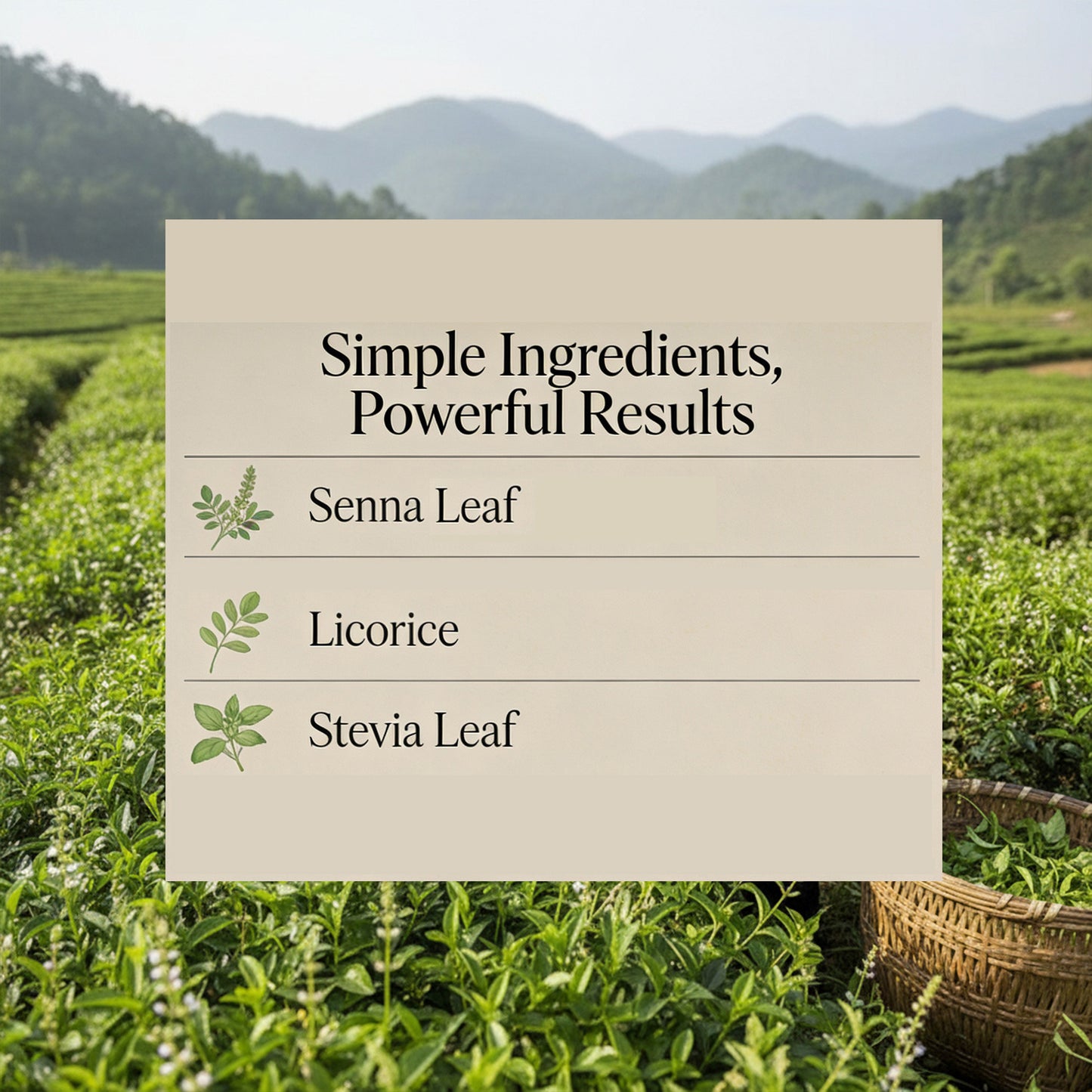 Senna Laxative Tea
