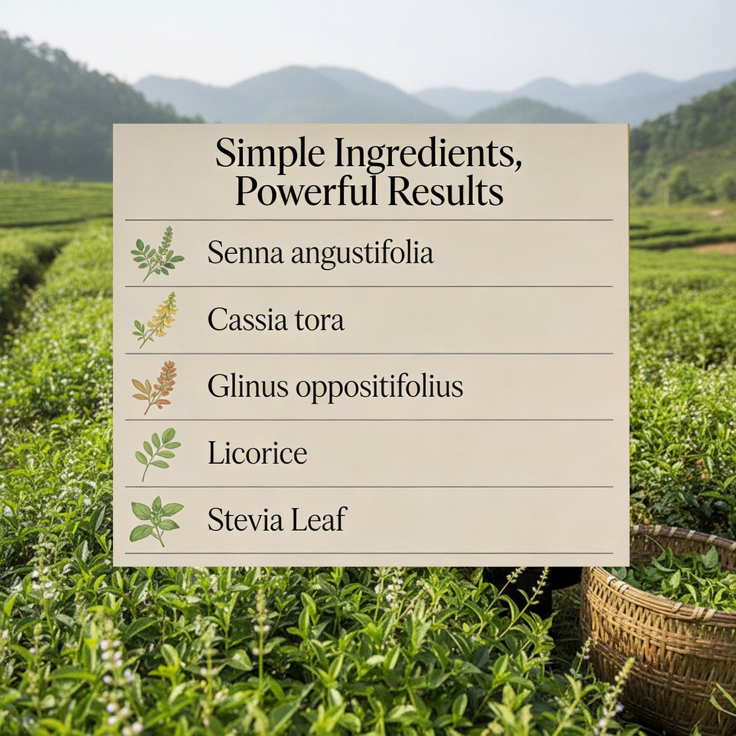 Herbal Tea Senna Laxative Tea