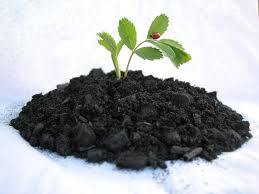 Herbal Biochar Powder