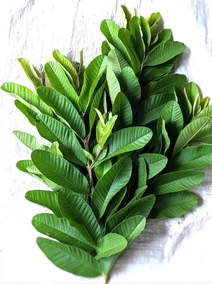 Dried Guava Leaves
