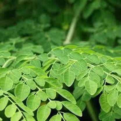 Dried Moringa Leaves