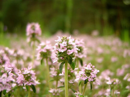 Dried Organic Thyme