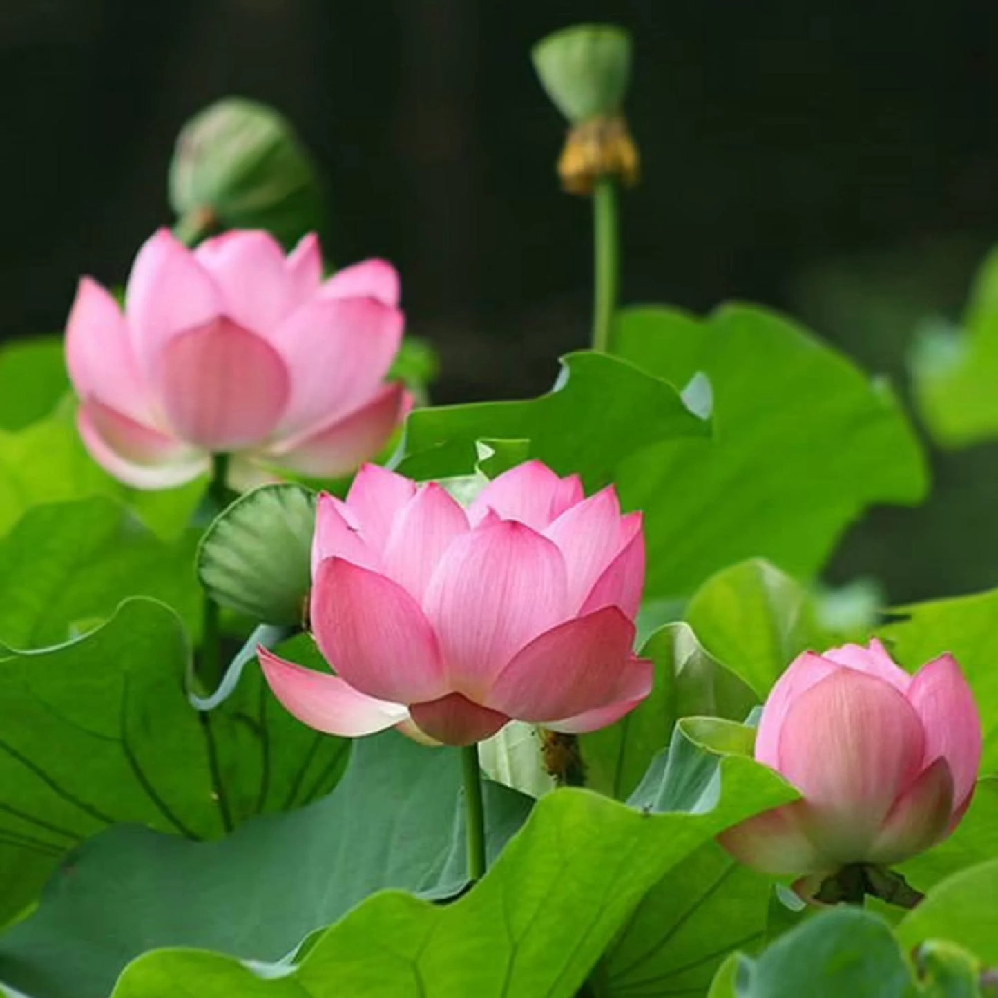 Dried Lotus Leaves