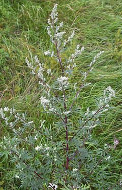 Dried Mugwort Leaves